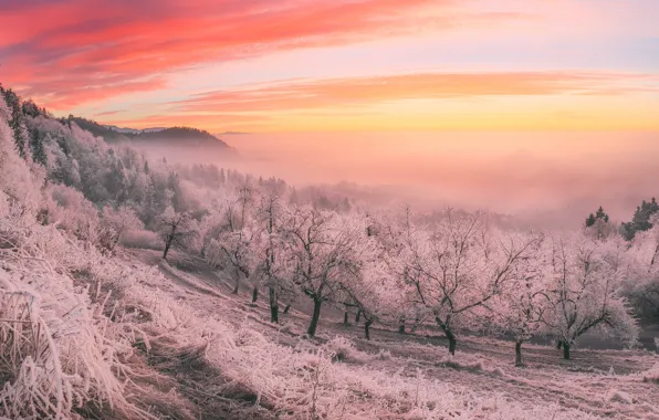 Picture winter, frost, trees, sunset