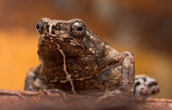 Nature, background, toad