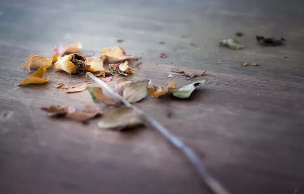 Flower, petals, by Robin de Blanche, Broken, dried up