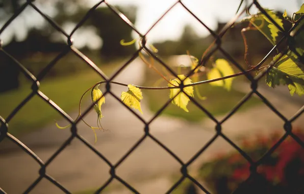 Picture leaves, sprig, the fence, branch, fence