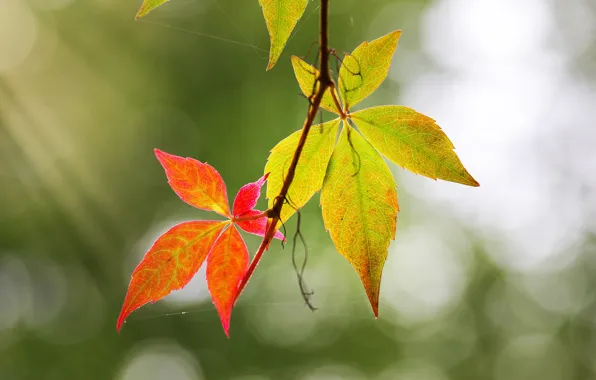 Autumn, leaves, background, web, branch, bokeh, autumn leaves, wild grapes