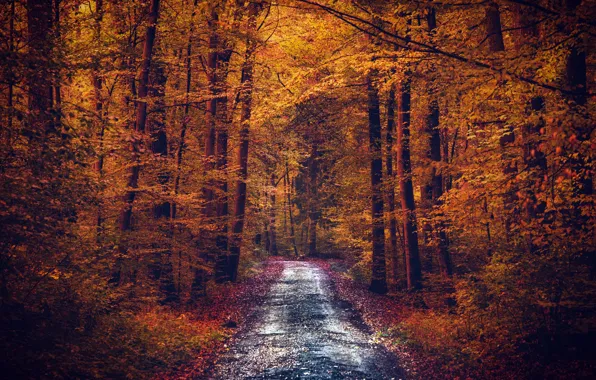 Wallpaper forest, autumn, road