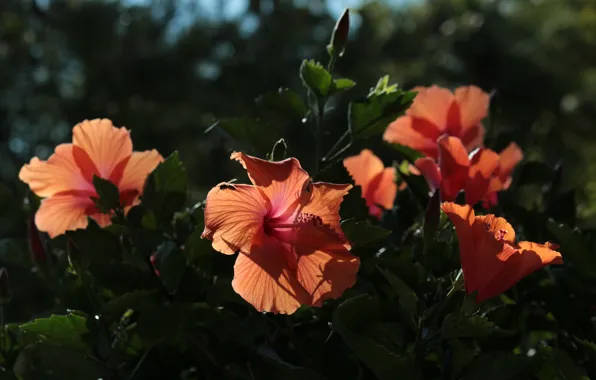 Leaves, light, the dark background, bee, Bush, garden, shadows, orange
