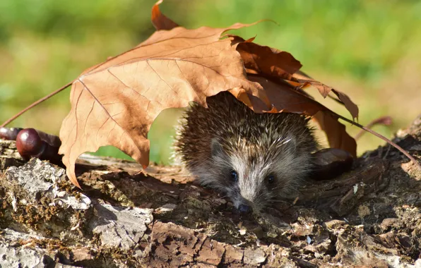 Autumn, light, leaf, muzzle, hedgehog, log, hedgehog, Peeps