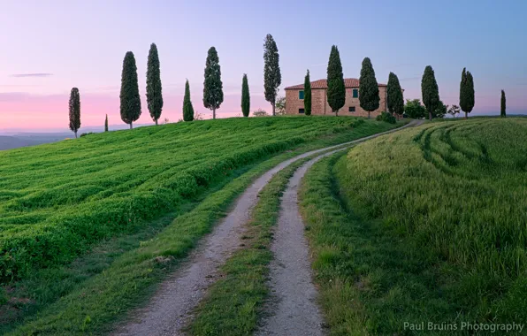 Picture road, the sky, grass, clouds, trees, sunset, pink, the evening