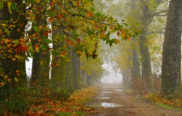 Picture road, autumn, trees, after the rain