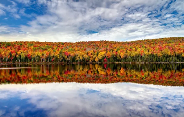 Picture forest, the sky, lake, reflection