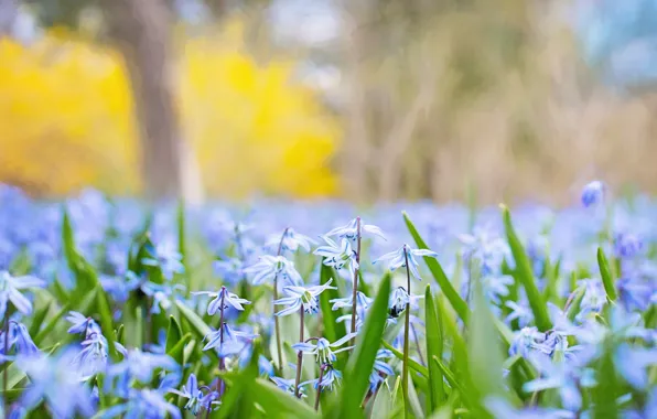 Spring, Flower, Plant, Plants, Flower, Flowers, Color, Flora