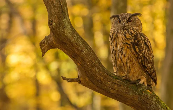 Autumn, trees, branches, owl, bird, bitches, bokeh, owl