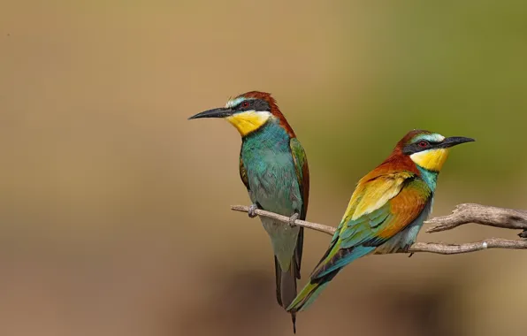 Picture birds, background, branch, pair, female, male, two pieces, bee-eaters