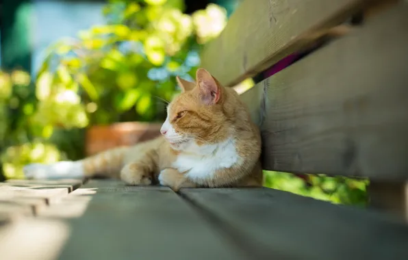 Picture red cat, lying on his side, on the bench