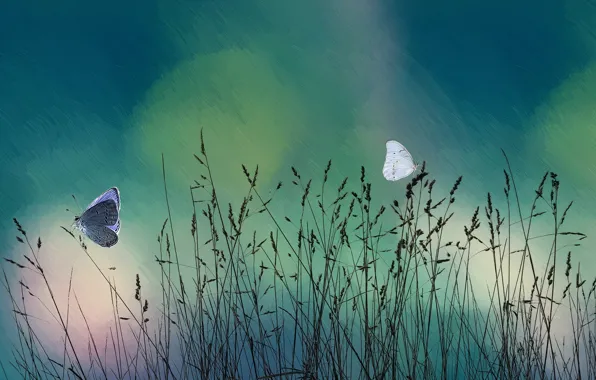 Grass, butterfly, nature