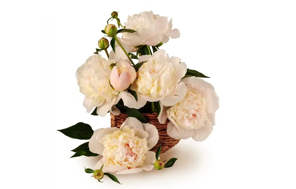 Flowers, basket, peonies