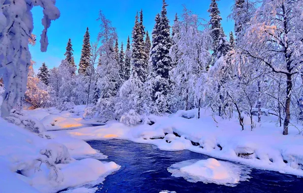 Winter, forest, snow, trees, landscape, river, spruce