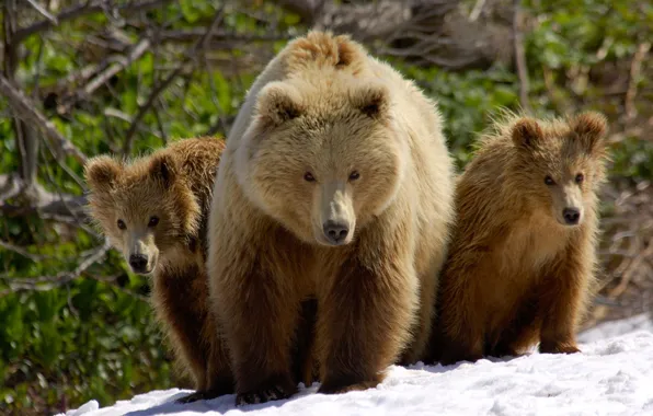 Snow, bear, bears
