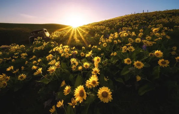 Field, machine, summer, the sky, the sun, rays, light, sunflowers