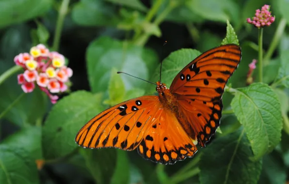 Picture Macro, Butterfly, Macro, Butterfly, Green leaves, Green leaves