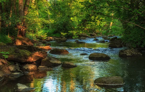 Picture forest, river, stones