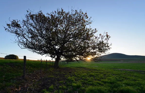 Field, trees, the fence