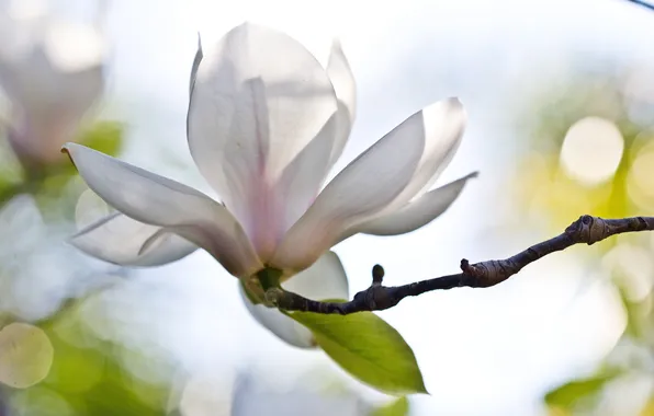 White, flower, glare, branch, Magnolia