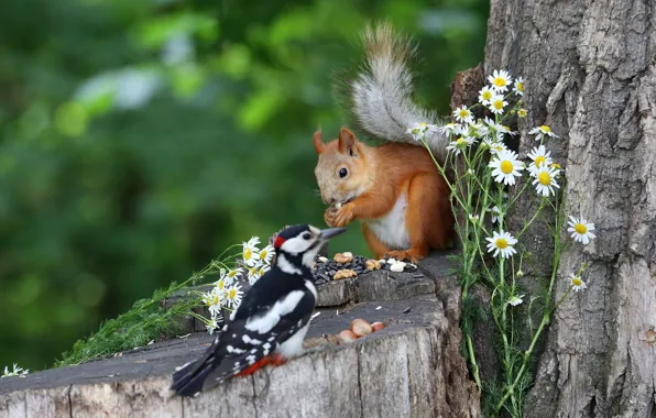 Flowers, nature, pose, bird, stump, chamomile, bouquet, woodpecker