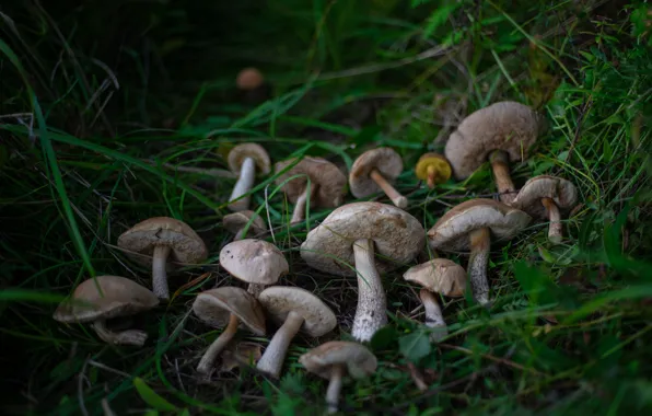 Grass, mushrooms, boletus