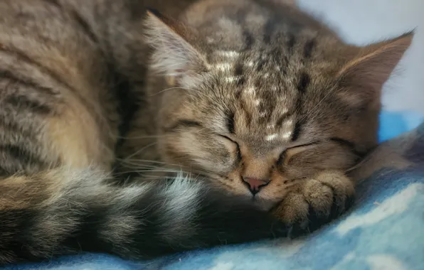 Picture cat, muzzle, sleeping