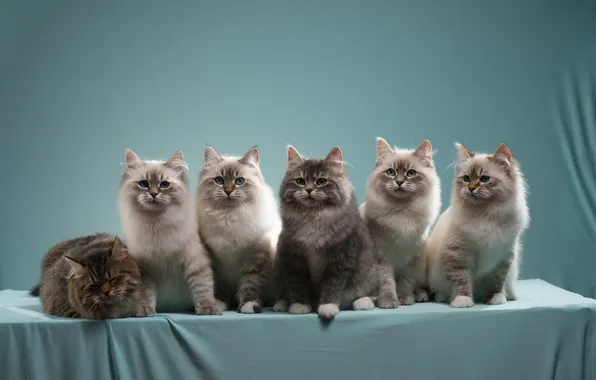 Look, cats, pose, kitty, kittens, a lot, faces