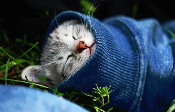 Cat, cat, sleeping, kitty, sleeve