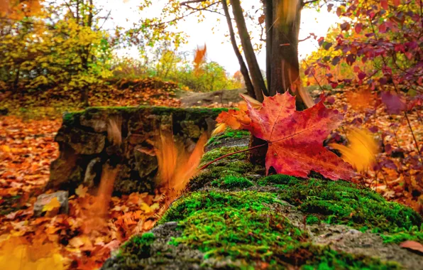 Autumn, forest, leaves, stones, foliage, bright, moss, blur