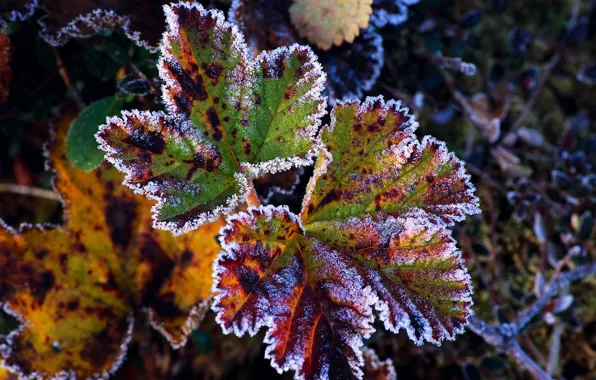 Frost, autumn, leaf