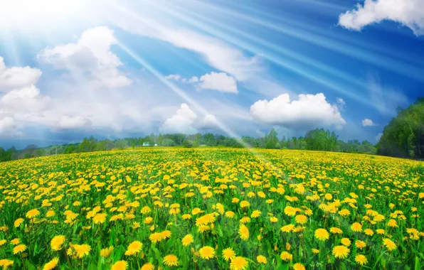 Summer, the sky, light, meadow, dandelions