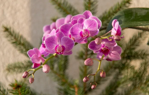 Flower, pink, orchid
