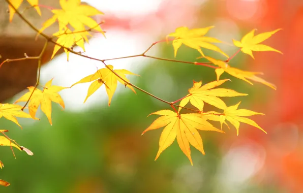 Autumn, leaves, maple