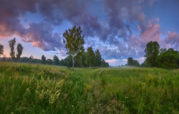 Forest, summer, trees, landscape, nature, fog, morning, grass