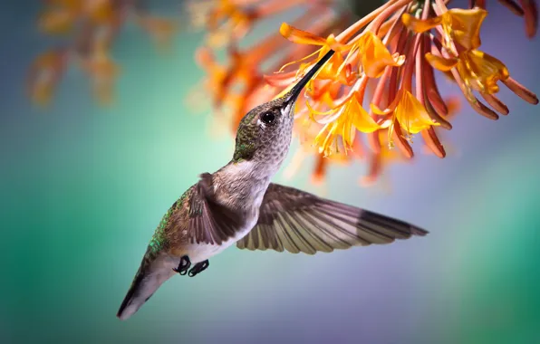 Flower, tropics, nectar, Hummingbird, flight, bird