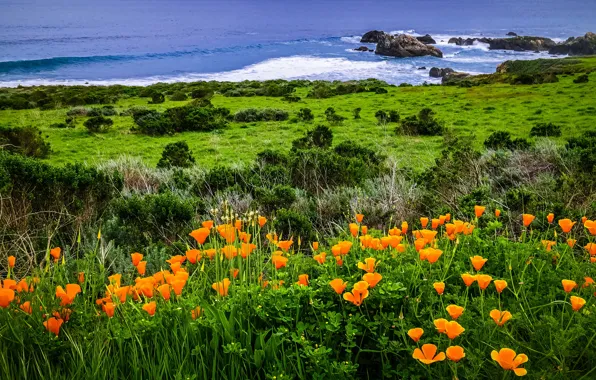 Sea, wave, flowers, shore, shrubs, escholzia