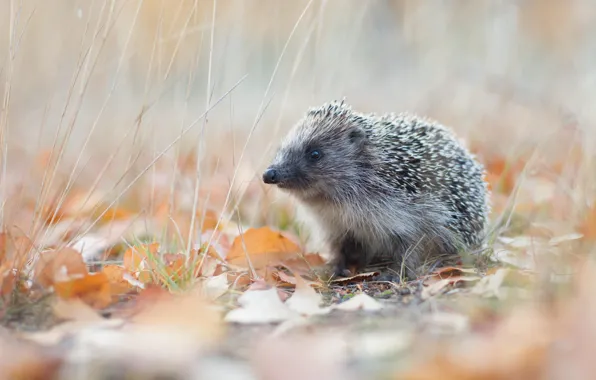 Autumn, grass, look, leaves, nature, stems, foliage, muzzle