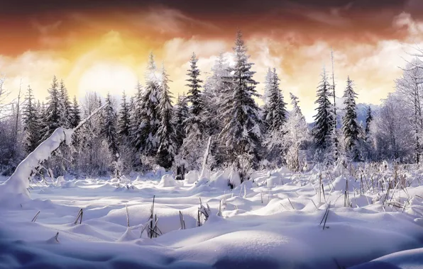 Picture winter, forest, the sky, snow, color, tree