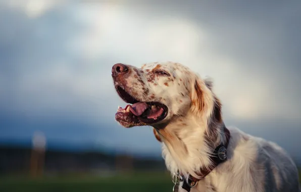 Picture face, dog, bokeh, The English setter