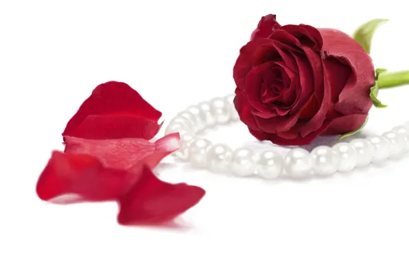 Picture rose, petals, art, pearl, beads, beads, red