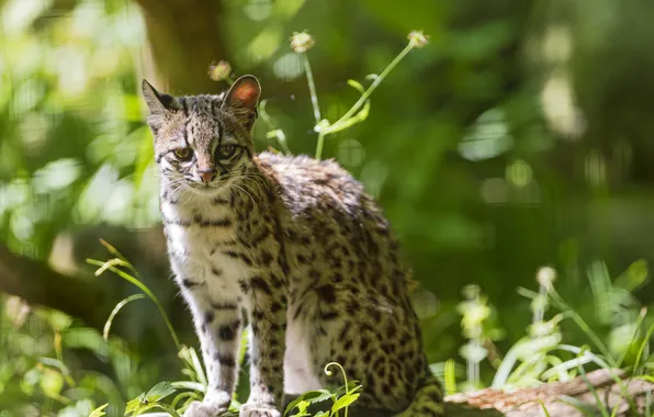 Picture cat, grass, cat, ©Tambako The Jaguar, oncilla