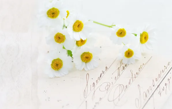 Letter, flowers, chamomile, postcard, handwriting