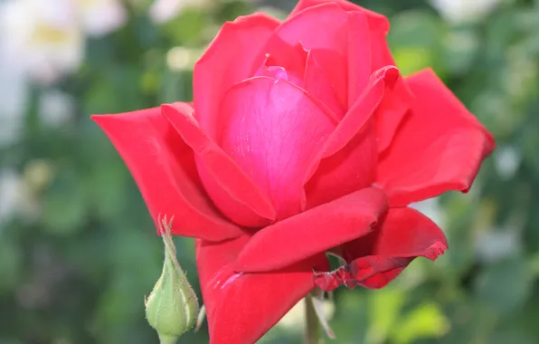 Picture flower, nature, rose