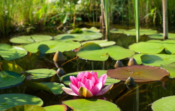 Flower, leaves, water, nature, lake, pond, pink, Lotus