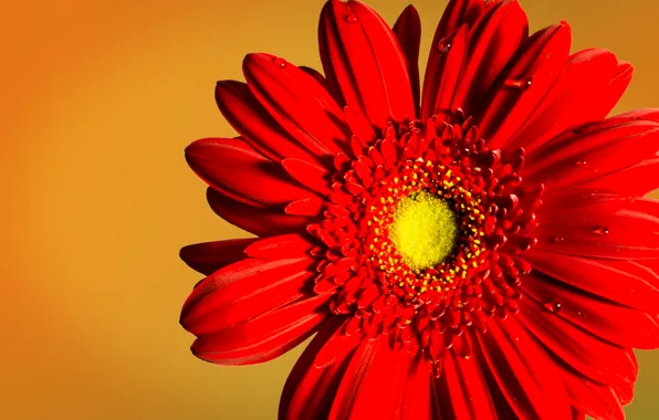 Macro, flowers, red, gerbera