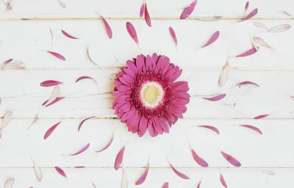 Picture flowers, petals, gerbera