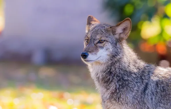 Look, face, light, grey, wolf, portrait, bokeh, coyote