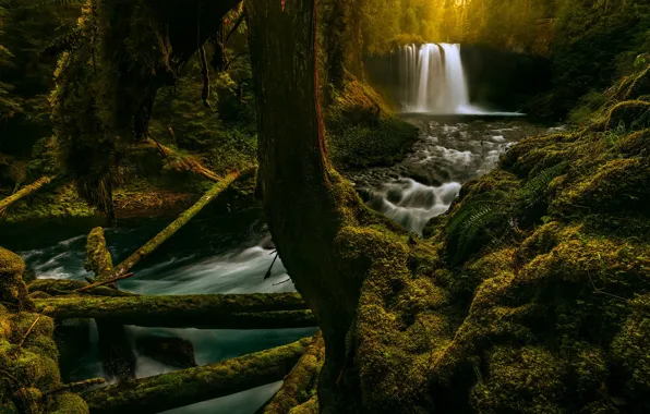 Forest, river, waterfall, moss, Oregon, Oregon, logs, McKenzie River