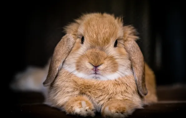 Picture look, background, rabbit, muzzle